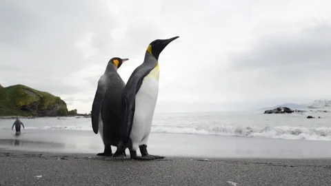 Medium shot of King Penguin colony in Antarctica, enjoying a sunny day 스톡 동영상 291621499