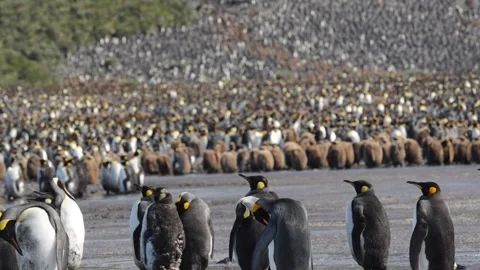 Medium shot of King Penguin colony in Antarctica, enjoying a sunny day Stock Footage 291621500