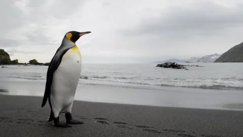 Medium shot of King Penguin colony in Antarctica, enjoying a sunny day 스톡 동영상 291621554