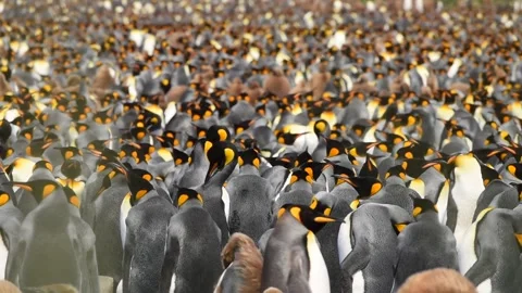 Medium shot of King Penguin colony in Antarctica, enjoying a sunny day Stock Footage 291621637