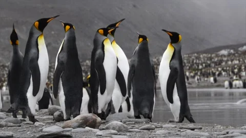 Medium shot of King Penguin colony in Antarctica, enjoying a sunny day Stock Footage 291621657