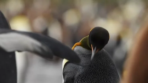 Medium shot of King Penguin colony in Antarctica, enjoying a sunny day Stock Footage 291621687