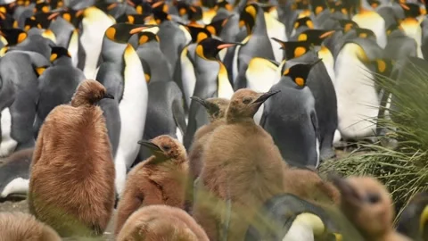 Medium shot of King Penguin colony in Antarctica, enjoying a sunny day Stock-Footage 291621704