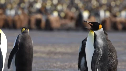 Medium shot of King Penguin colony in Antarctica, enjoying a sunny day Stockbeeldmateriaal 291621709