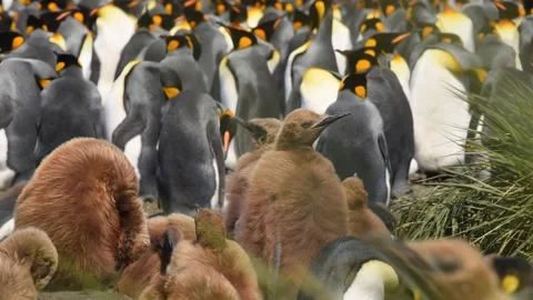 Medium shot of King Penguin colony in Antarctica, enjoying a sunny day Stock Footage 291621749