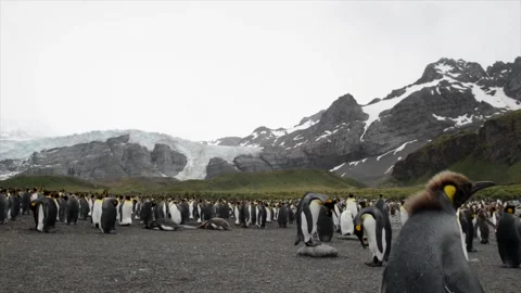Medium shot of King Penguin colony in Antarctica, enjoying a sunny day 스톡 동영상 291622115