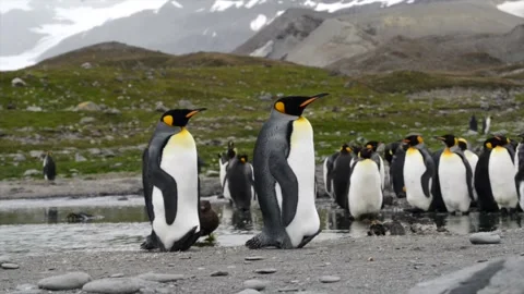 Medium shot of King Penguin colony in Antarctica, enjoying a sunny day Stock Footage 291622140