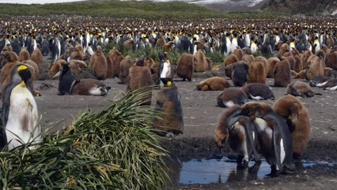 Medium shot of King Penguin colony in Antarctica, enjoying a sunny day Stock Footage 297531929