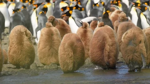 Medium shot of King Penguin colony in Antarctica, enjoying a sunny day Stock Footage 297532057