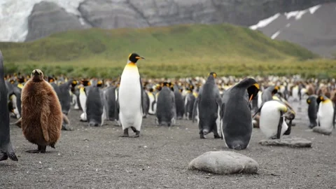 Medium shot of King Penguin colony in Antarctica, enjoying a sunny day Vídeo Stock 297532064