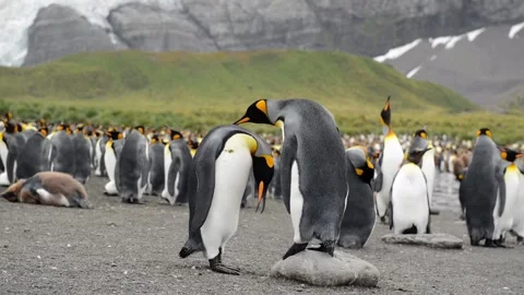Medium shot of King Penguin colony in Antarctica, enjoying a sunny day Stock Footage 297532066
