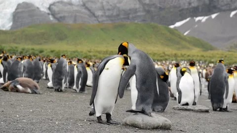 Medium shot of King Penguin colony in Antarctica, enjoying a sunny day Stock-Footage 297532071