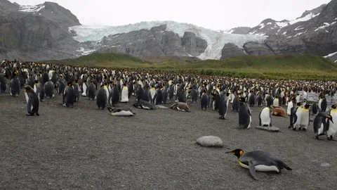 Medium shot of King Penguin colony in Antarctica, enjoying a sunny day Stock Footage 297532112