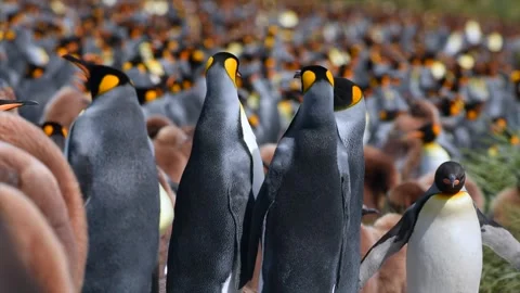 Medium shot of King Penguin colony in Antarctica, enjoying a sunny day Stock Footage 297532280