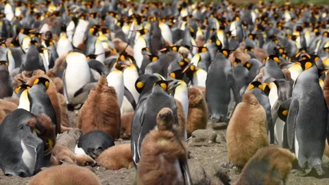 Medium shot of King Penguin colony in Antarctica, enjoying a sunny day Stock Footage 297532290