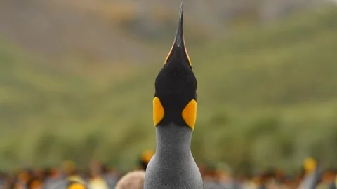 Medium shot of King Penguin mother and chick in Antarctica Stock-Footage 297532001