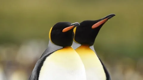 Medium shot of King Penguin mother and chick in Antarctica Stock Footage 297532009