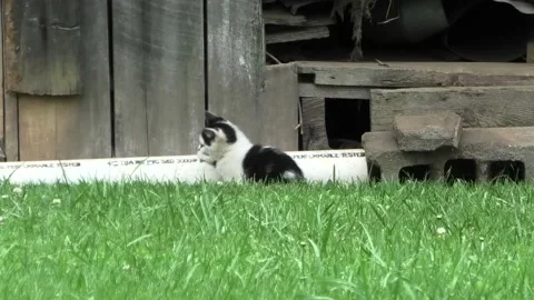 A Medium Shot of Kittens Playing Stock Footage 200925505