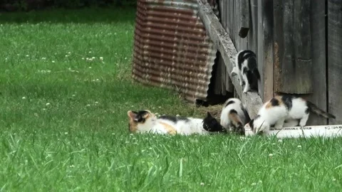 A Medium Shot of Kittens Playing Games Even Walking on a Two by Four Stock-Footage 200925785