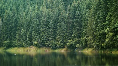 Medium shot of lake and pine tree forest Stock Footage 94960613