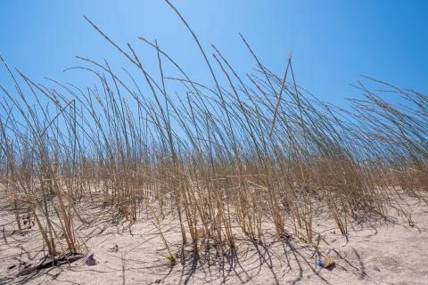 Medium Shot Landscape Of Grass On The Dunes Sand On The Beach Stock Photos