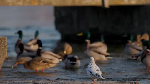 Medium shot of a large flock of wild mallard ducks actively gathering Stock Footage 338165740