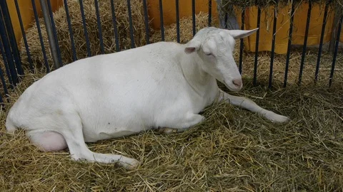 Medium Shot of Large Goat laying and chewing Stock Footage 92765834