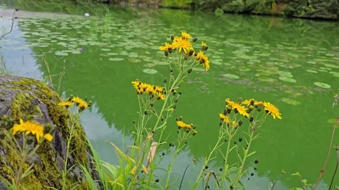 Medium shot of large lily pads floating on green lake water Stock Footage 342281230