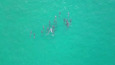 Medium Shot of a large pod of 26 Bottlenose dolphins playing in Shallow waters Stock Footage 281143822