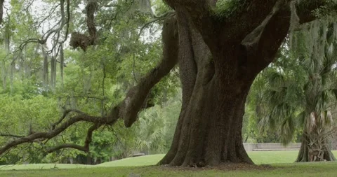 Medium shot of a large tree with low branch on a sunny day Stock Footage 274508365