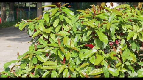 Medium Shot of Leafy Bush with Gentle Wind Movement Video stock 330954924