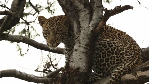 Medium shot of a leopard cub sitting in a tree turning its head and looking 스톡 동영상 309498858