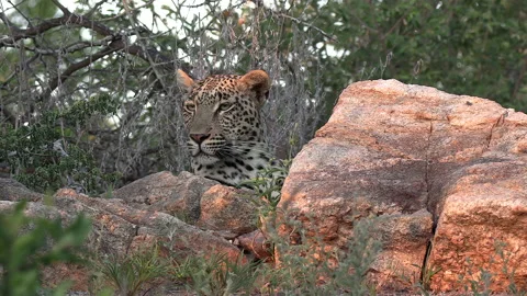 Medium shot of a leopard watching the land from behind some rocks. Stock Footage 144848611