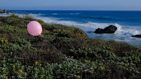 Medium shot of littered balloon blowing in wind stuck in scenic coastal bluff Vídeos de archivo 107963264