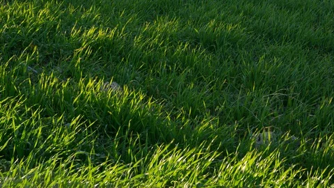 Medium Shot, Lockdown, 10 Seconds Or Greater, Wind, Field, Meadow, Non Urban Stock Footage 95816202
