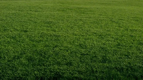 Medium Shot, Lockdown, 20 Seconds Or Greater, Non Urban Scene, Meadow, Field, Stock Footage 96067528