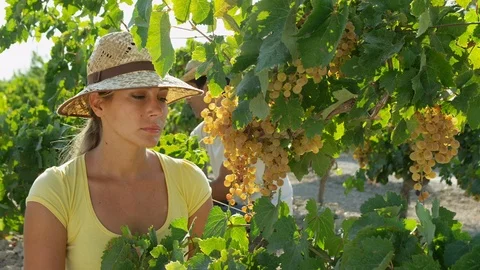 Medium Shot, Lockdown, 30 Seconds Or Greater, Touching, Looking, Outdoors, Day, Stock Footage 94024690