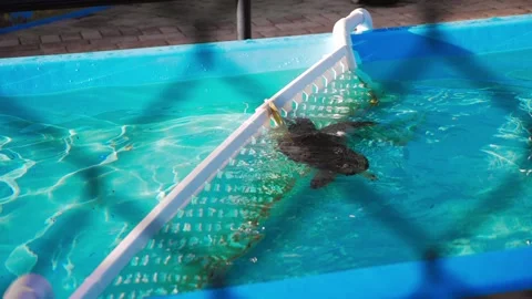 Medium shot of a loggerhead turtle swimming in a blue pool, partially Stock Footage 318713483