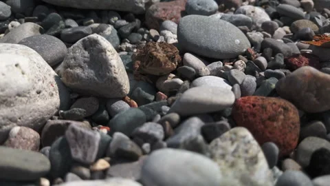 Medium shot of a lone brown leopard frog sitting amongst beach pebbles Stock Footage 270236211