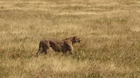 A medium shot of a lone cheetah prowling the vast plains of Serengeti National Stock Footage 330889358
