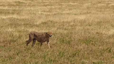 A medium shot of a lone cheetah strolling the vast plains of Serengeti National Stock-Footage 330887906