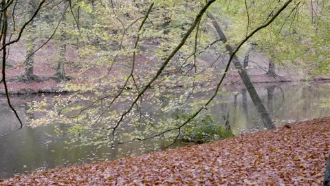 Medium shot long branches on the lake surface. 库存影片 144371802