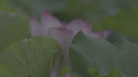 Medium Shot Lotus Field Pink Flowers Green Lily Pads Stock-Footage 343691087