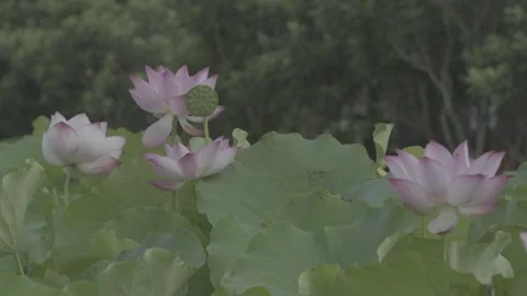 Medium Shot Lotus Field Pink Flowers Green Lily Pads Stock-Footage 343691115