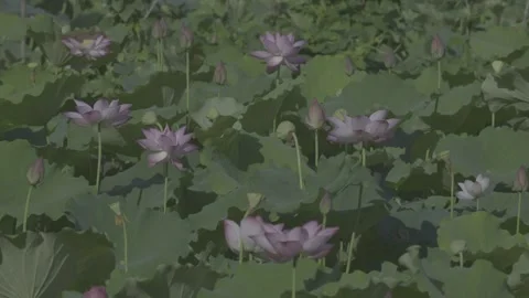 Medium Shot Lotus Field Pink Flowers Green Lily Pads Stock-Footage 343695979