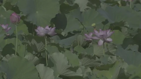 Medium Shot Lotus Field Pink Flowers Green Lily Pads Stock-Footage 343696063