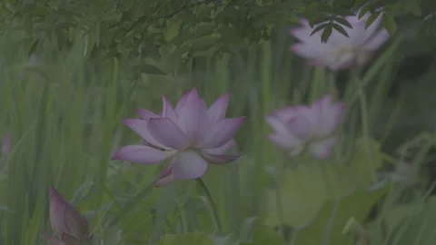 Medium Shot Lotus Field Pink Flowers Green Lily Pads Stock-Footage 343696277