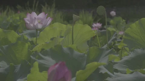 Medium Shot Lotus Field Pink Flowers Green Lily Pads Stock-Footage 343696464