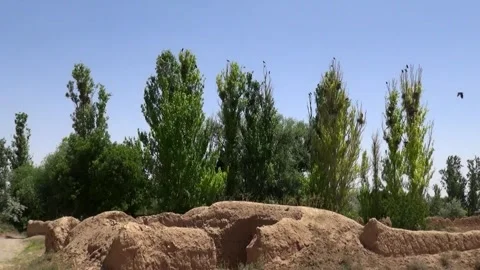 Medium shot of lush green trees rising behind a small mud, stock footage. Stock Footage 304783498