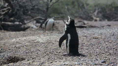 Medium shot of a Magellanic penguin resting at Punta Tombo Stock Footage 63294146